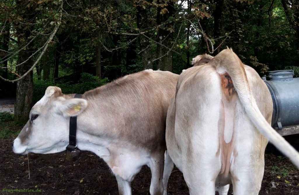 Meine Partnerin ging fremd mit ihrem Exmann